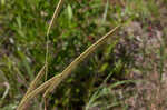 Toothache grass